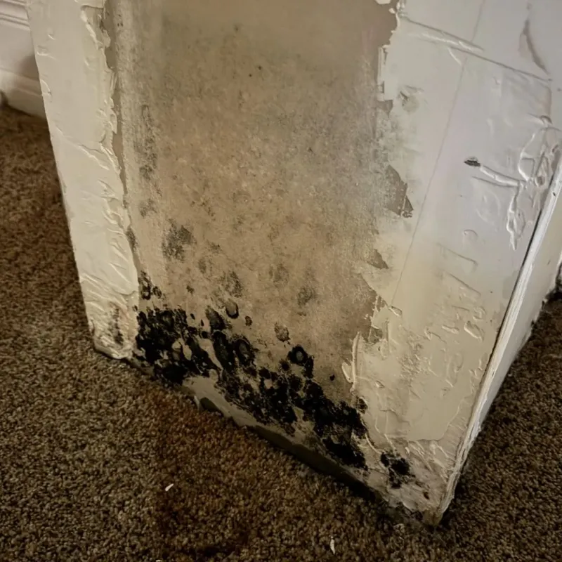 Professional Mold Removal in Carter County, TN